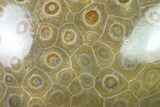 Polished Fossil Coral (Actinocyathus) - Morocco #136301-1